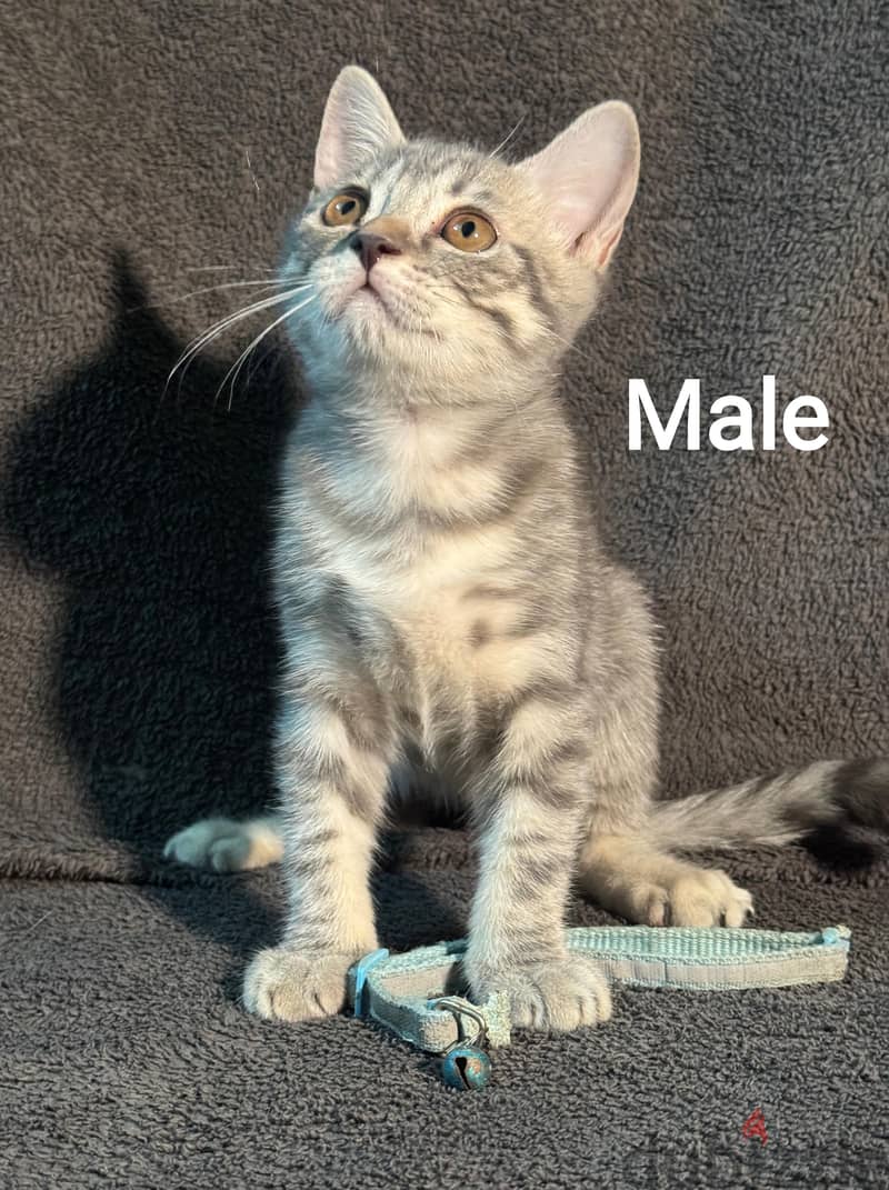 British and Scottish cats 7