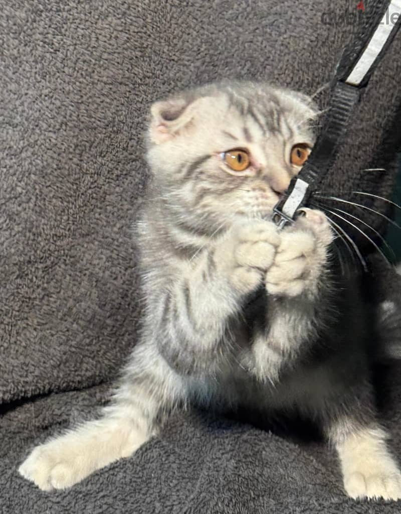 British and Scottish cats 10