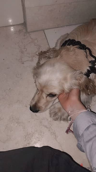 For adoption