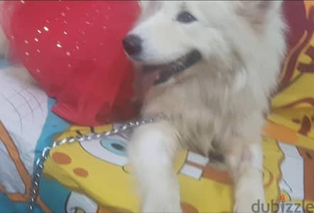 سمويد هسكي Samoyed Husky للبيع