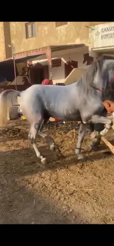 حصان للبيع