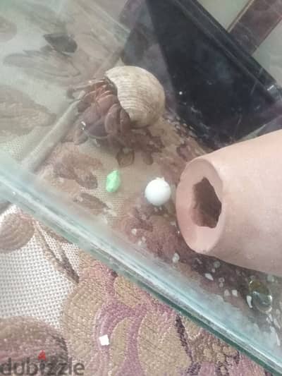 هلمت كراب بنفسجي