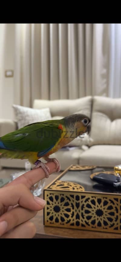 Green Cheek Conure – Yellow Sided