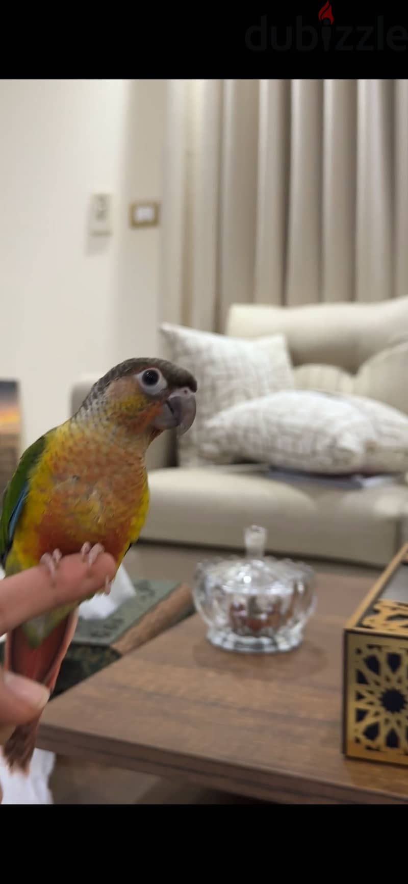 Green Cheek Conure – Yellow Sided 1