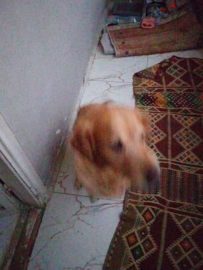 نتائج جولدن 3سنين