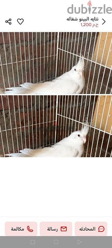 شراء أنثى البينو