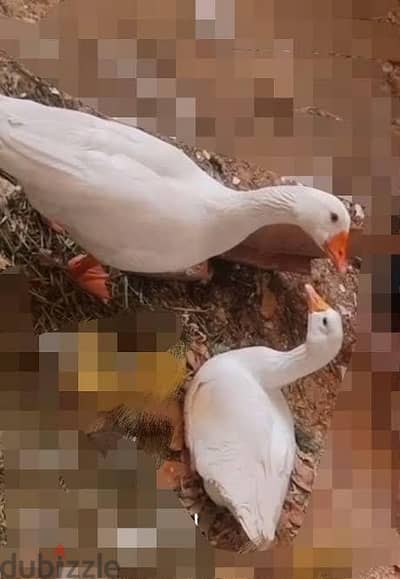 دكرين وز بلدي