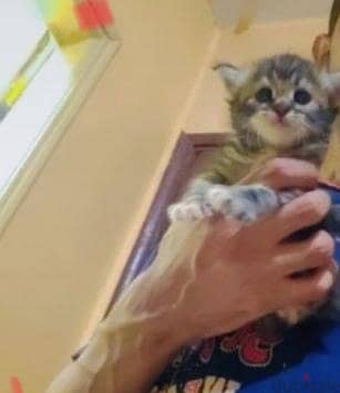 قط شيرازي 49 يوم يرجي الاتصال علي 01094843595