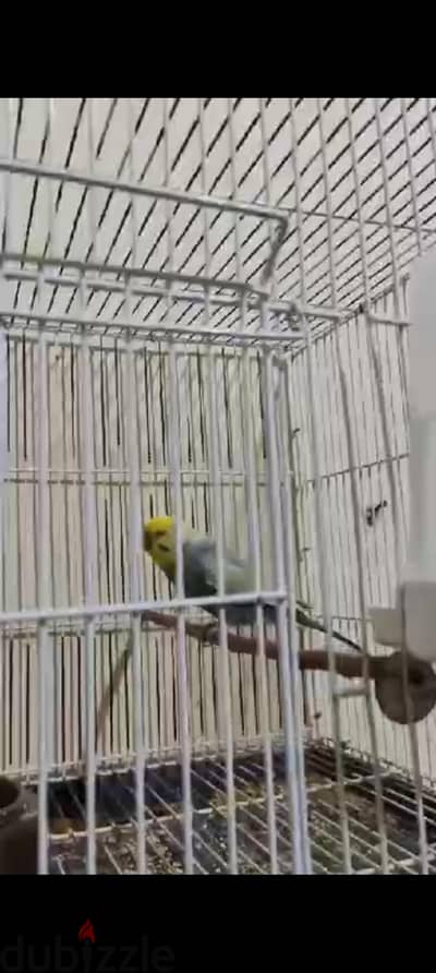 3 قصوص رنبو