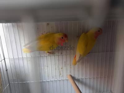 روز لاتيني
