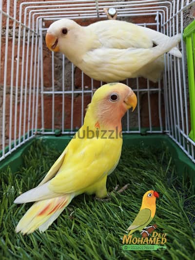 روز لاتيني + كريمي
