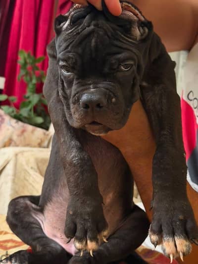جرو كين كورسو مستوى عالي Cane Corso Puppy