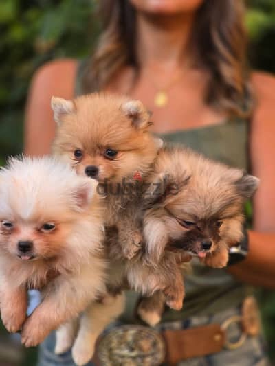 أجمل و اطعم. جراوى Pomeranian بومرانيان