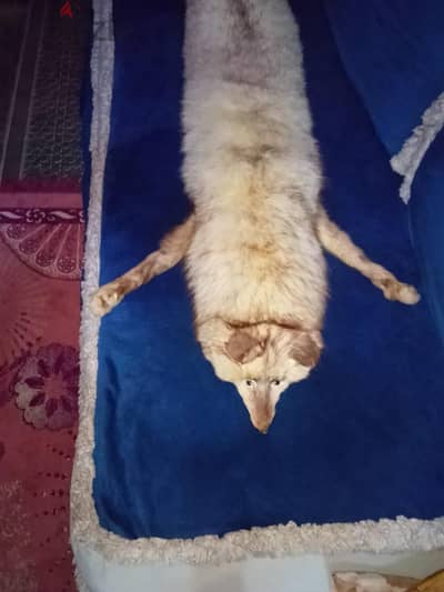 ثعلب فرير للبيع