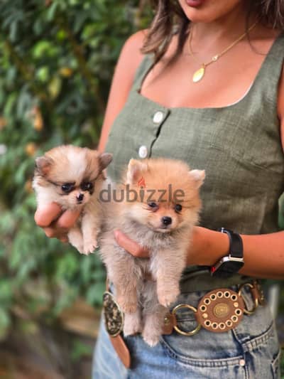 بنوته. بومرانيان من الأنتيكات Pomeranian