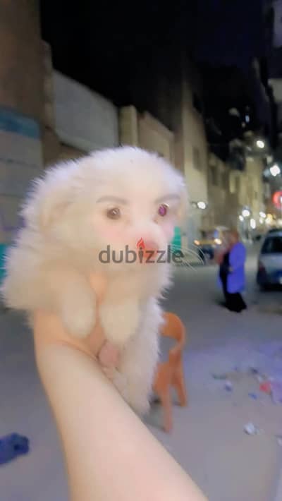 للبيع  كلاب جرفون ٤٥يوم جميع التطعيمات