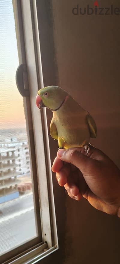 دكر درة هندي اليف و هادي جدا