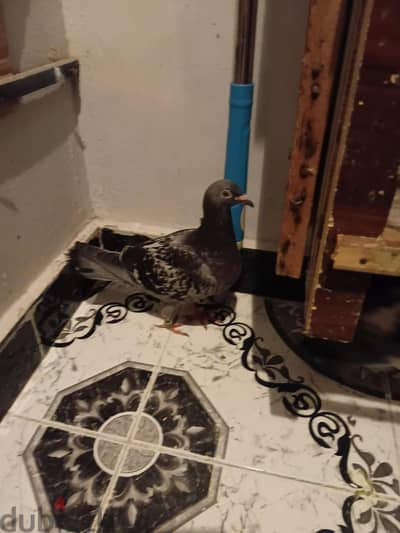 زوج زاجل للبيع