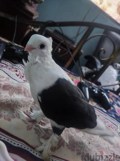 حمامه كشك