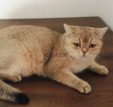 قطه سكوتش ستريت جولد فاتح سلاله نقيه وبيور