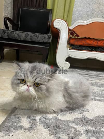 قط شيرازي مون فيس