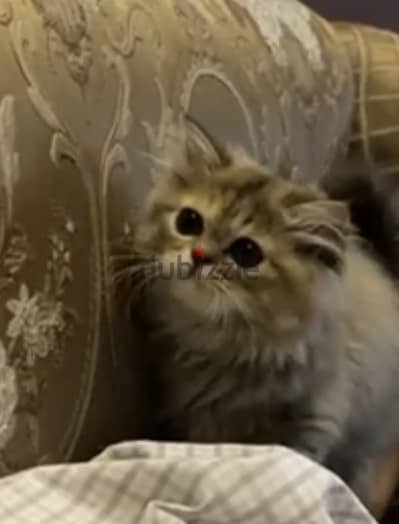 قطه للتنبي