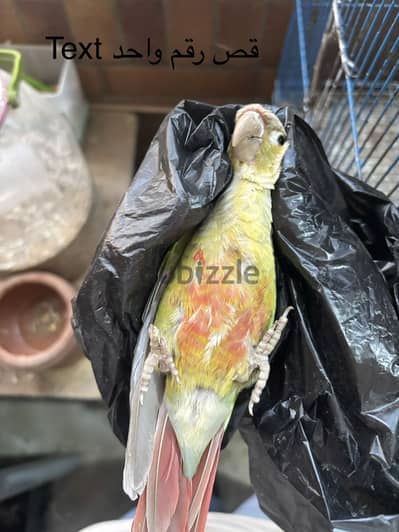 أزواج بينابول شغاله بدون اي نواقص