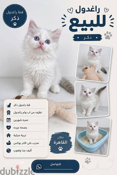 فرصة رائعة لمحبي الراغدول