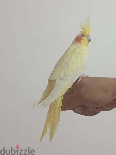 دكر  كوكتيل لاتيني بريل  مدرب ومفيش عض