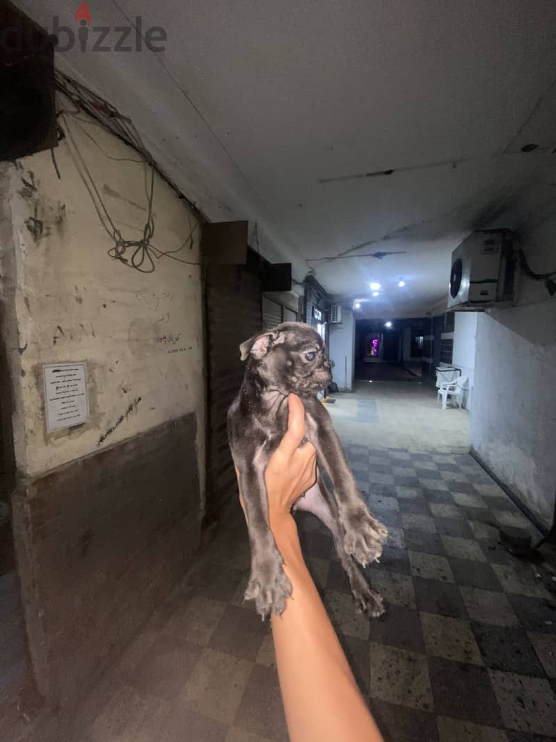 pigbag 1