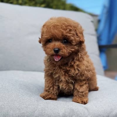 poodle tea cup puppeius
