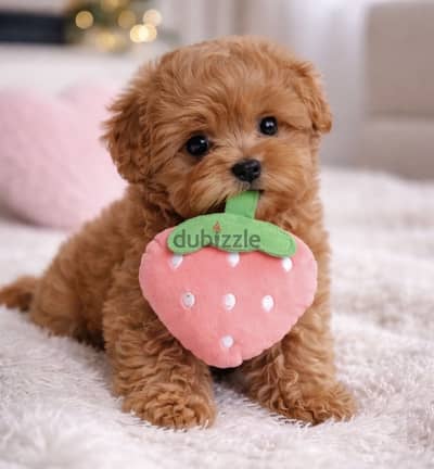 Maltipoo_مالتيبو