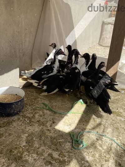 بط سوداني تربية بيتي