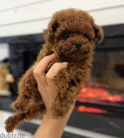 tea cup poodle 45 days