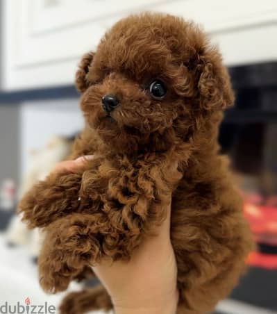tea cup poodle