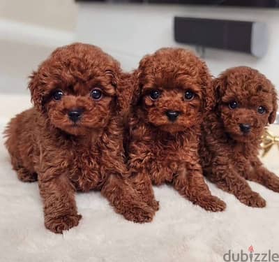 toy poodle