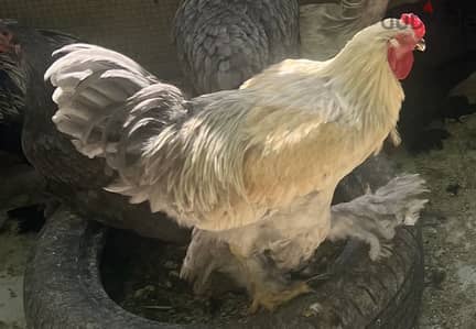 ديك براهما