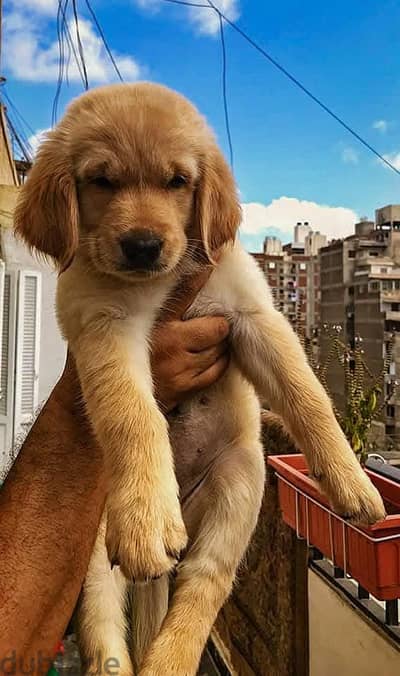 golden retriever puppies