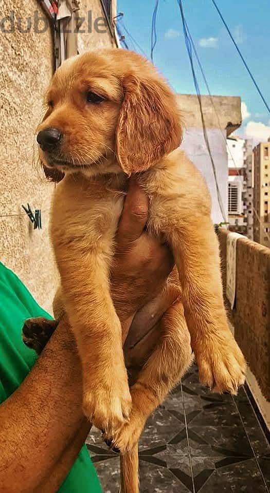 golden retriever puppies 1