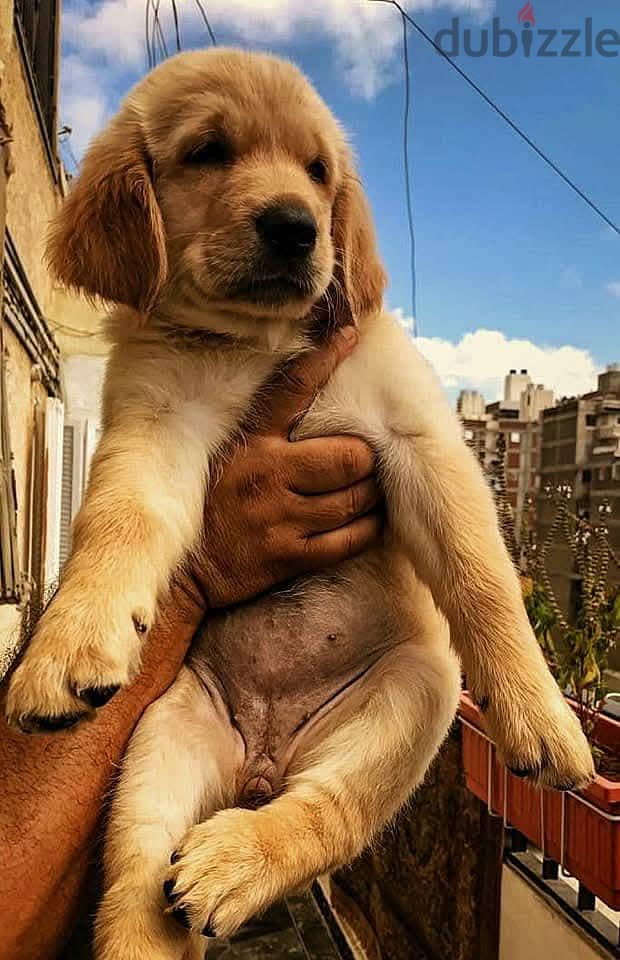 golden retriever puppies 2