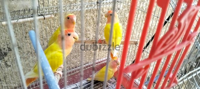 جوزين روز شباب