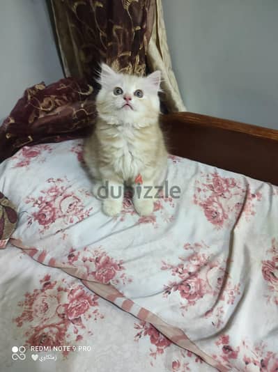 قطط شيرازي بيور