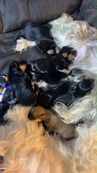 Yorkshire puppies