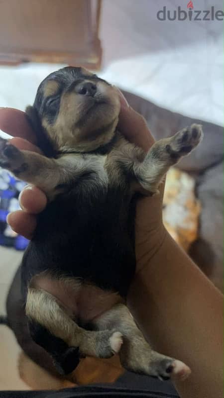 Yorkshire puppies 1