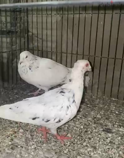 استرالي ثلثين برقبة