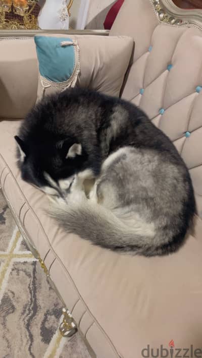 Husky male 7 years for adoption