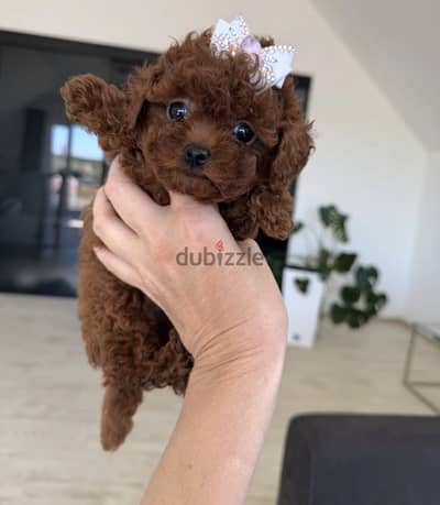 tea cup_poodle puppy
