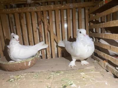 حمام للبدل بعصافير