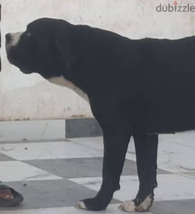 cane corso  كأني كورسو كين كورس