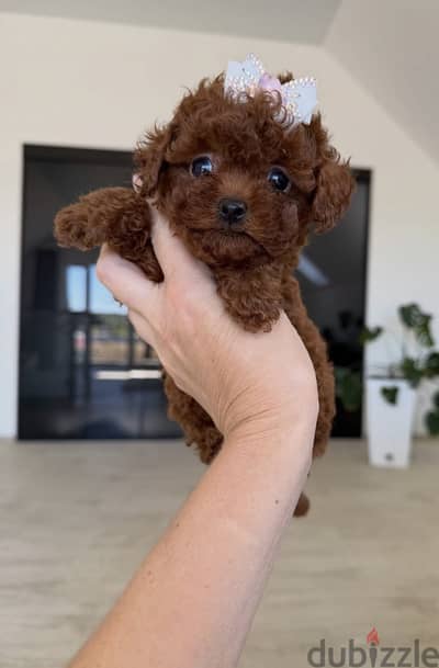 poodle 45 days